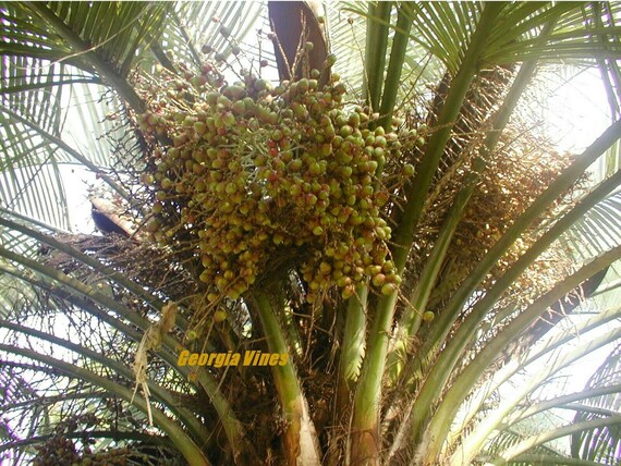 5 Tropical Seeds Hardy Jelly Palm Tree Capitata Butia Odorata 
