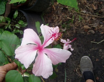 Hibiscus Weeping Albo Lacinatus Tropical Hibiscus pint plant