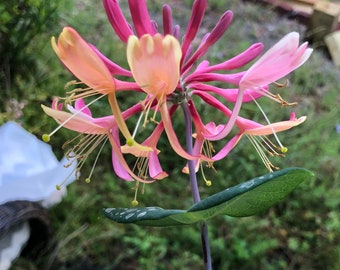 Gold Flame Honeysuckle or Lonicera × heckrottii Gold Flame Pint Plant