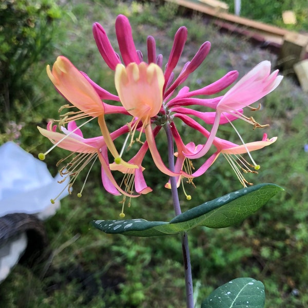 Gold Flame Honeysuckle or Lonicera × heckrottii Gold Flame Quart Plant