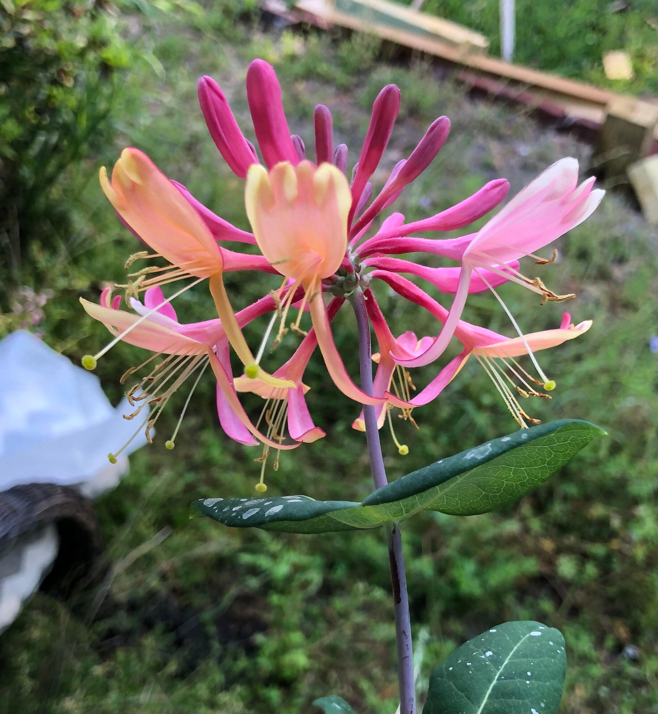 Madreselva de llama dorada o Lonicera × heckrottii Planta de llama dorada