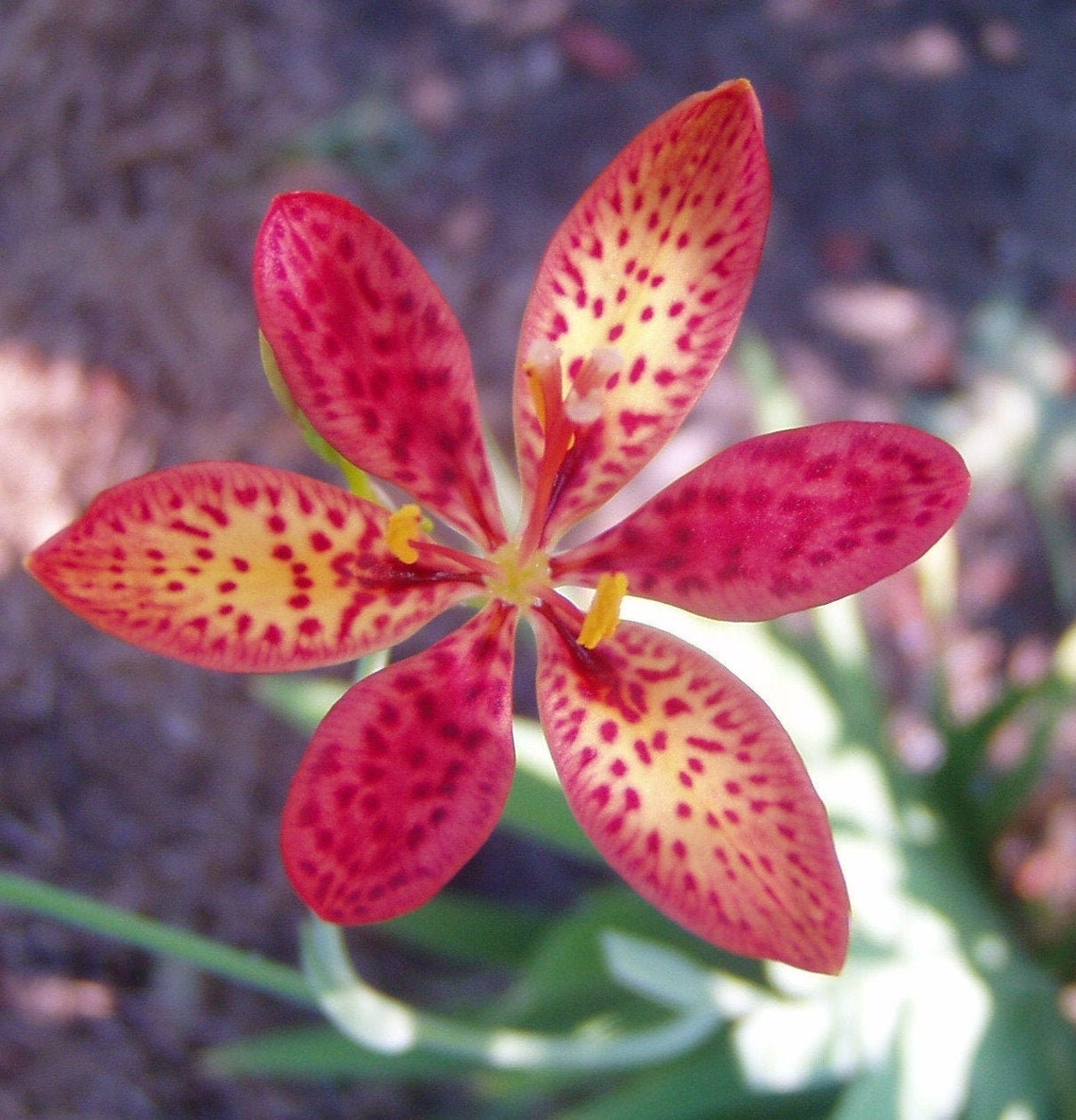 Belamcanda chinensis Blackberry Lily Quart Plant Etsy