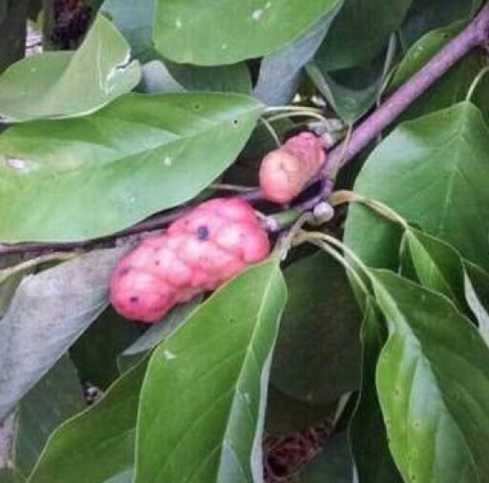 Magnolia acuminata or Cucumber Magnolia 10 seeds Etsy