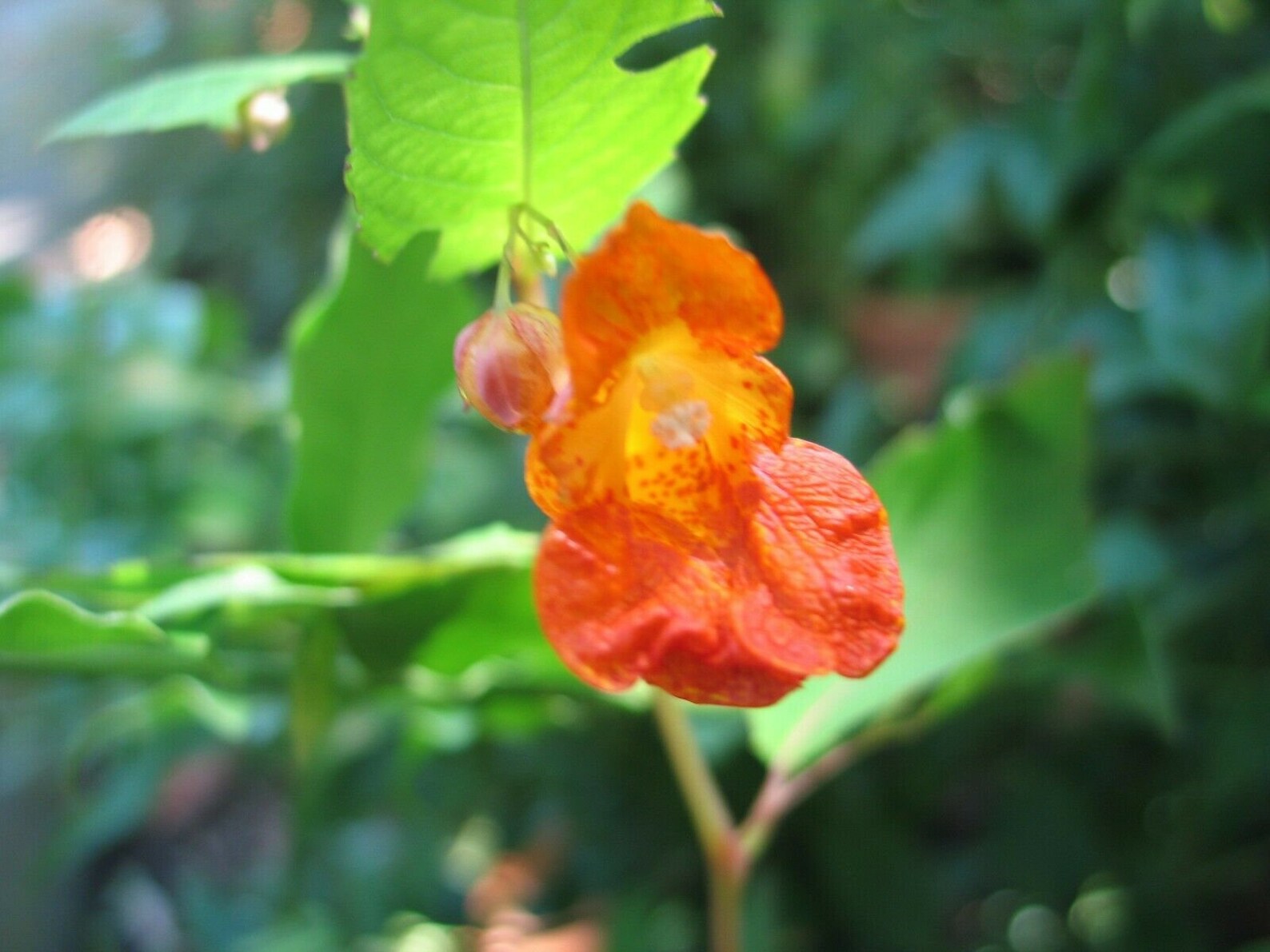 Impatiens capensis or Jewelweed 10 seeds Etsy