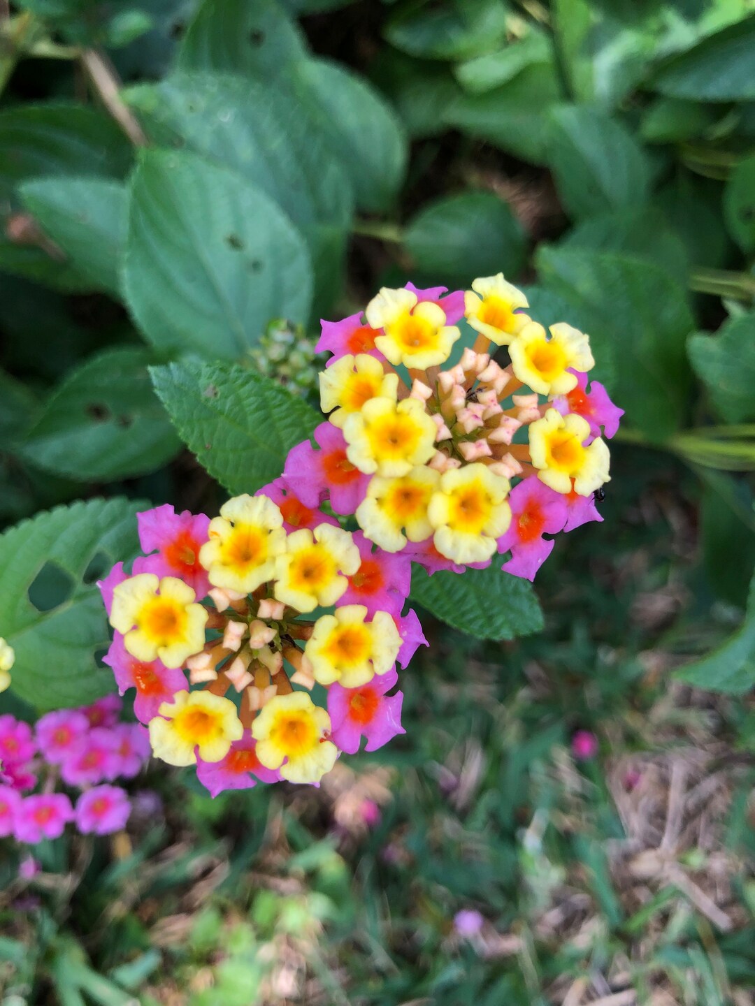 Ham and Eggs Lantana Pint Plant Etsy