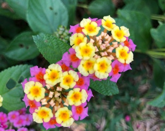 Ham and Eggs Lantana Plant