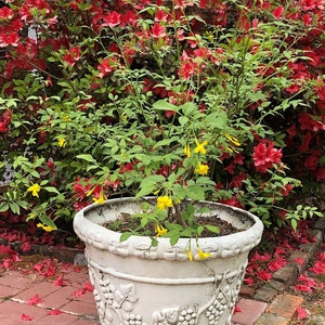 Jasmine humile or Italian Jasmine Pint Plant