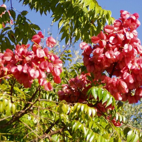 Golden Rain Tree koelreuteria Paniculata Seedling Etsy