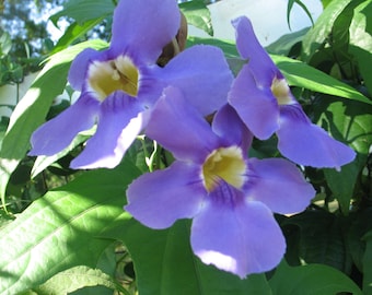 Blue Sky Vine Thunbergia grandiflora Plant Quart Plant