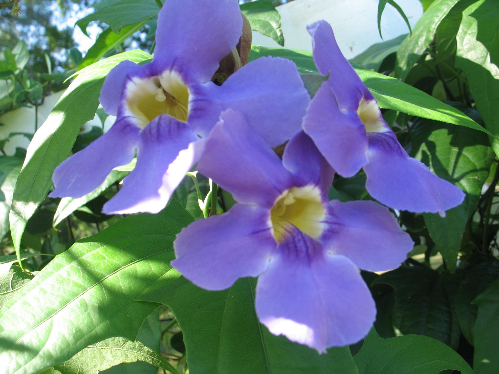 Blue Sky Vine Thunbergia grandiflora Plant