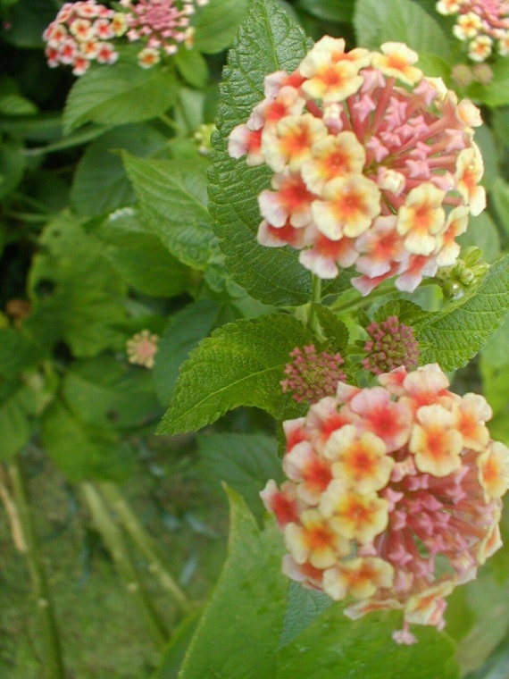 Ham and Eggs Lantana Pint Plant Etsy