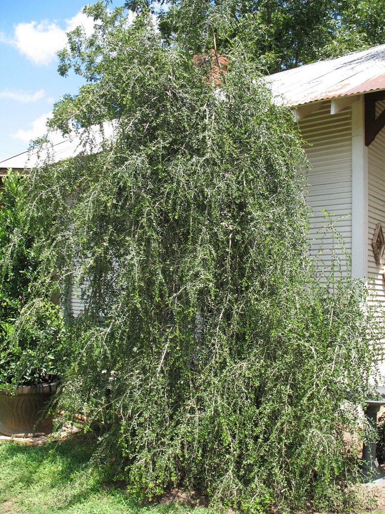 Ilex Vomitoria or Weeping Yaupon Holly 10 Seeds Etsy