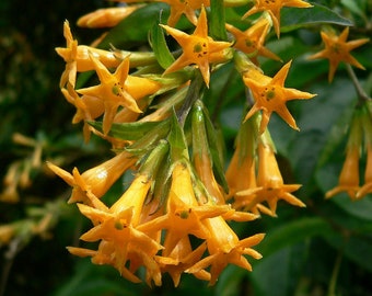 Cestrum Orange Peel shrub plant