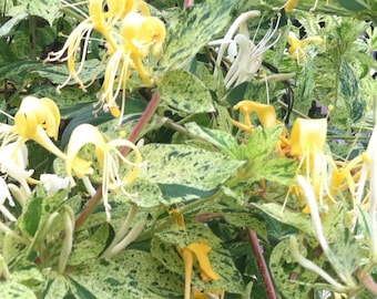 Lonicera Nitida 'lemon Beauty' | Variegated Box Honeysuckle, Compact  Evergreen Shrub - 3.5" Pot - Etsy