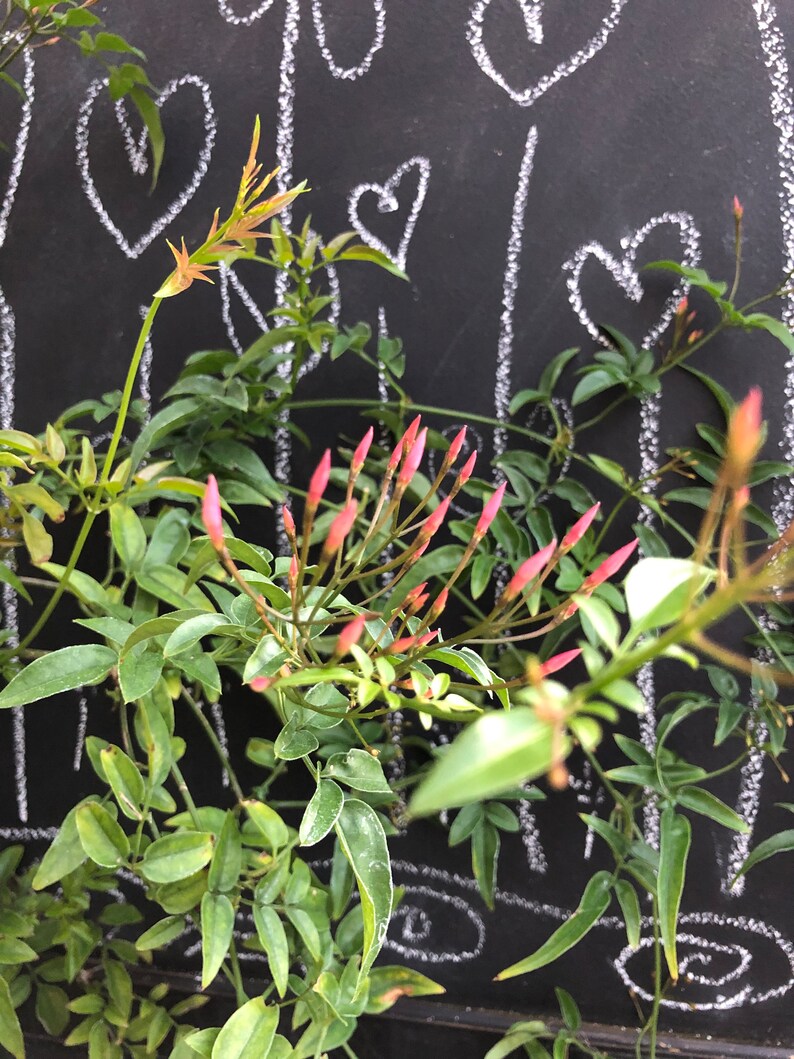Fragrant Winter Jasmine or Jasminum polyanthum Pint Plant Bild 4