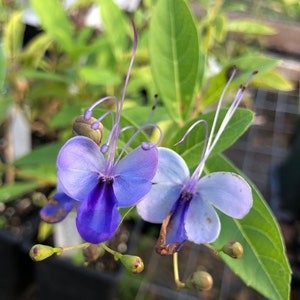 May include: Two blue butterfly flowers with prominent purple centers and long, thin, curved stamens extending upward. The petals show shades of light and deep blue, with some brown edges on the lower petals. Green leaves and small buds surround them.
