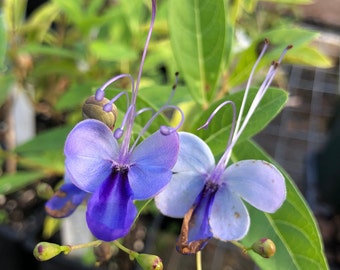 Blue Wings or Blue Butterfly Clerodendrum Ugandense plant