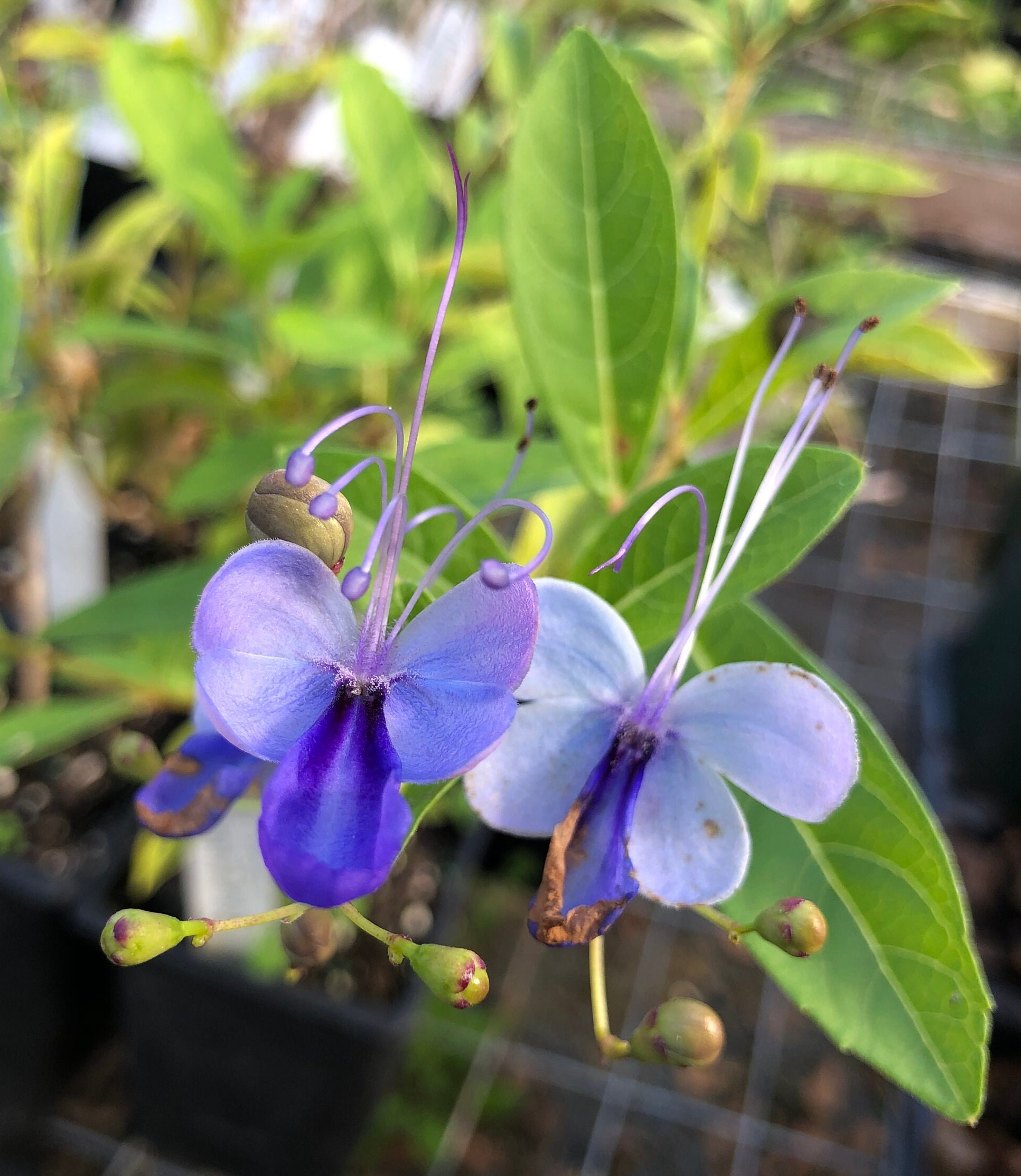 Blue Wings or Blue Butterfly Clerodendrum Ugandense plant