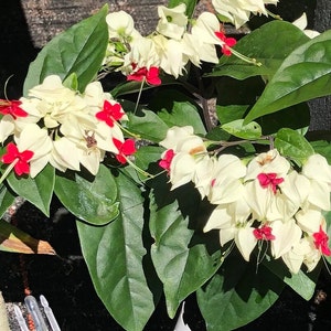 White Bleeding Heart Vine or Clerodendrum thomsoniae Plant