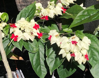 White Bleeding Heart Vine or Clerodendrum thomsoniae Plant