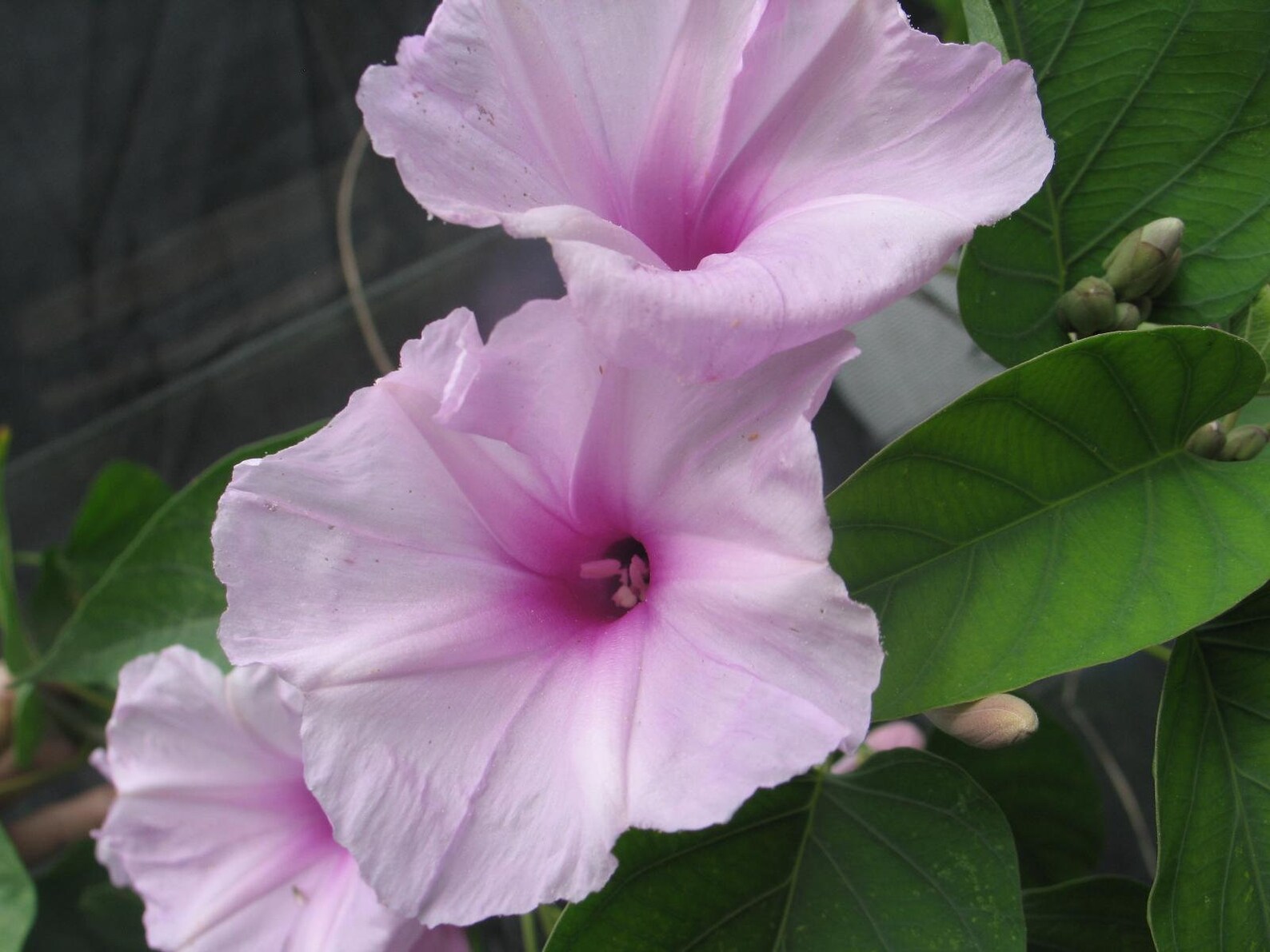 Ipomoea carnea Pink Morning Glory Gallon Plant | Etsy