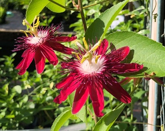 Lady Margaret Passiflora Fragrant Passion Flower Vine Pint Plant