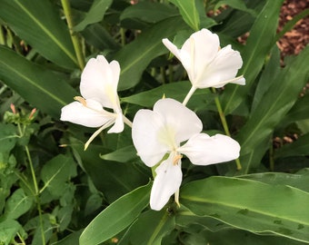 White Butterfly Ginger Lily or Hedychium coronarium Quart plant