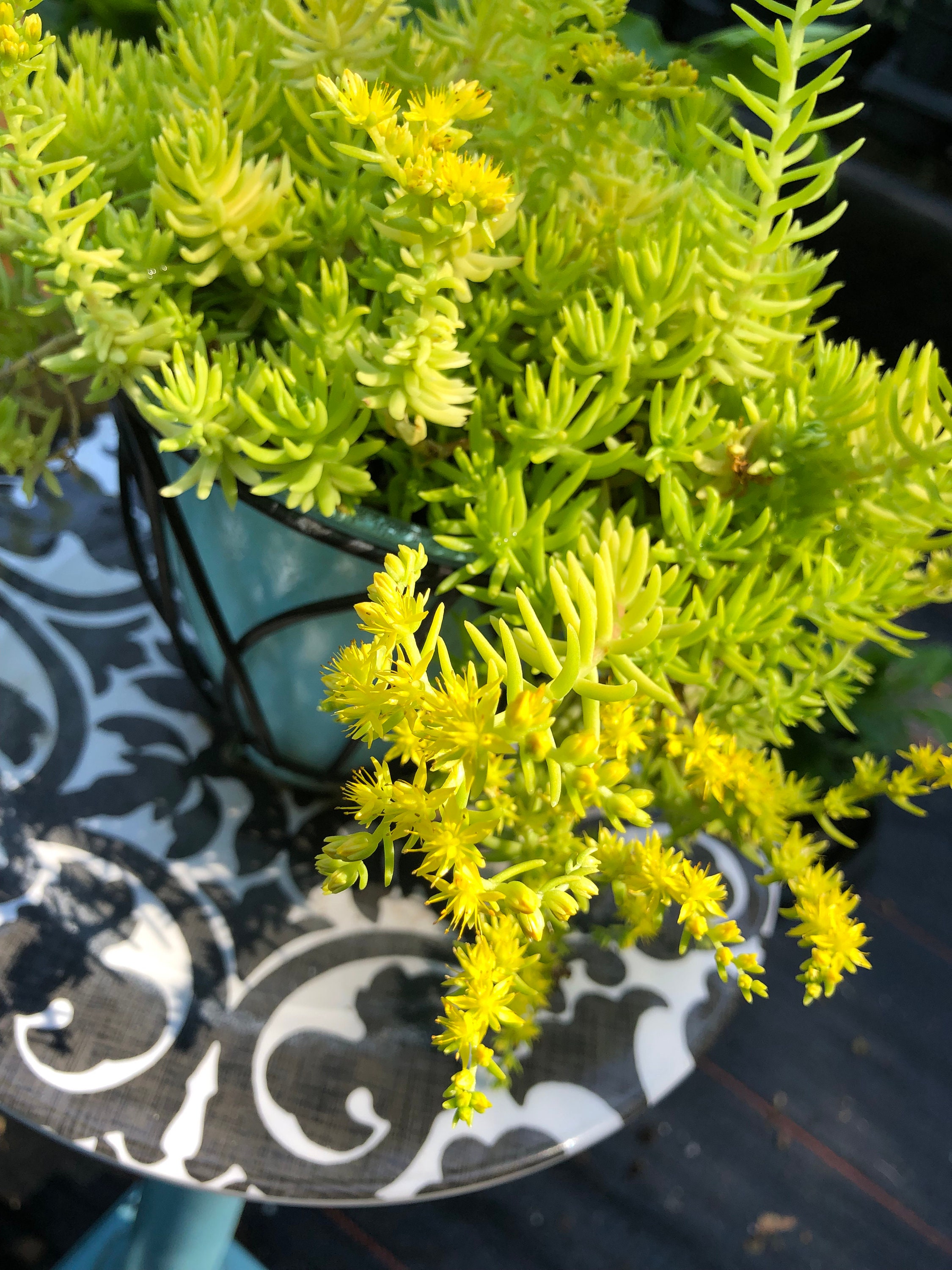 Sedum Lemon Coral