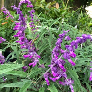 Mexican Sage or Salvia leucantha Pint Plant image 2