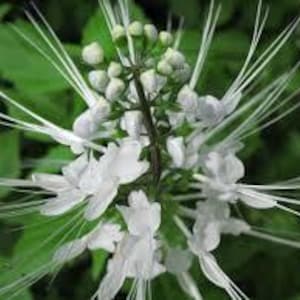 May include: Close-up of a white flower with long, thin white petals. The flower is surrounded by green leaves.