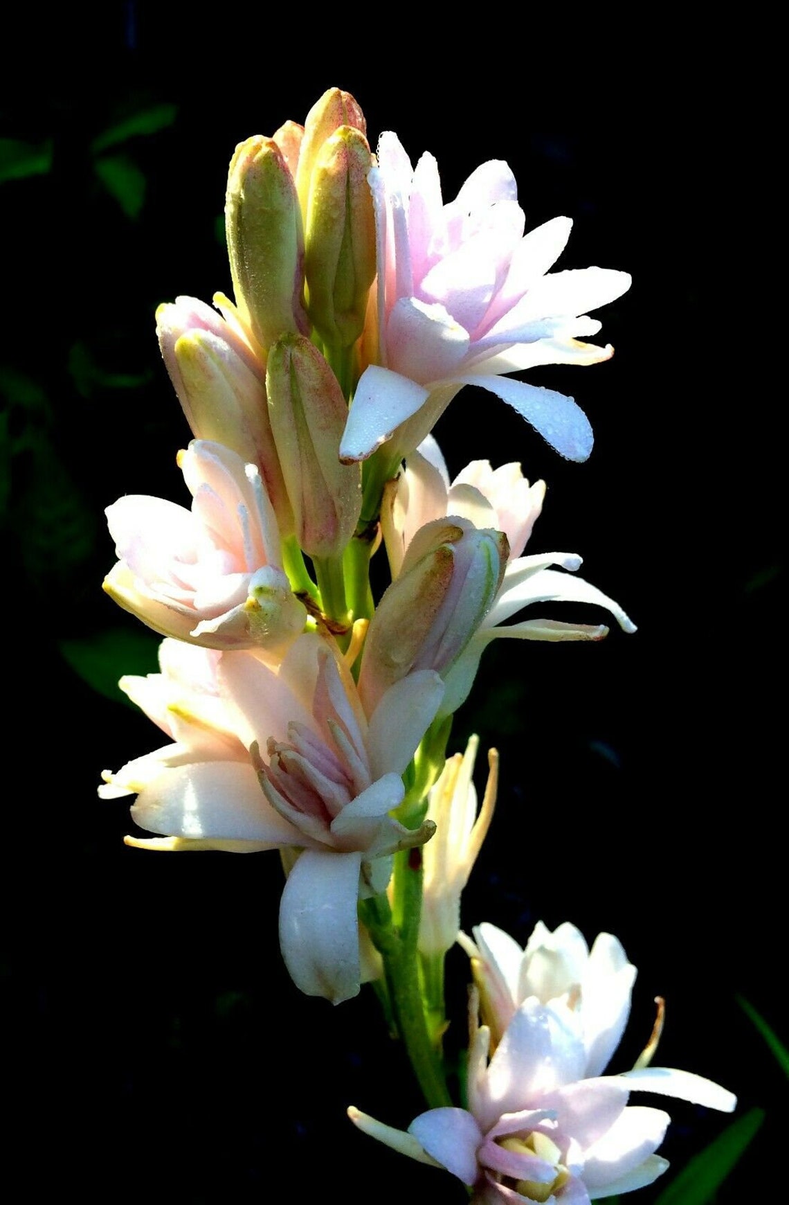 Tuberoses Polianthes or Pink Sapphire pint plant Etsy