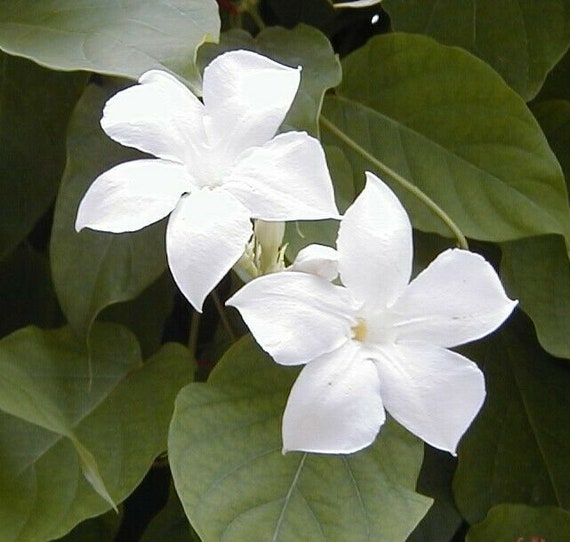 Mandevilla suaveolens HARDY MANDEVILLA VINE White Flowers SEEDS! Mandevilla suaveolens HARDY MANDEVILLA VINE White Flowers SEEDS!