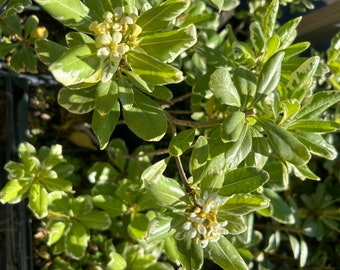 Variegated Japanese Pittosporum Pittosporum tobira Variegatum