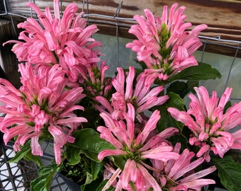 Justicia carnea or Flamingo Flower Pint Plant