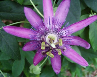 Lavender Lady or Passiflora caerulea Passion Vine Pint Plant