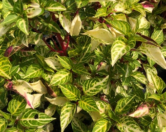 Variegated Bloodleaf Iresine herbstii pint plant