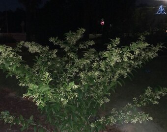 Fragrant Night Blooming Jasmine or Cestrum nocturnum Plant