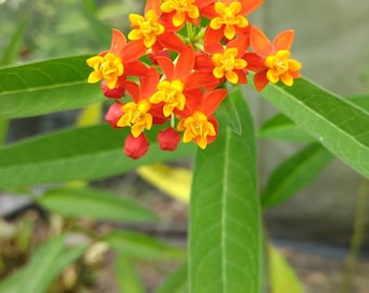 Blood Flower Milkweed Asclepias curassavica Pint Plant