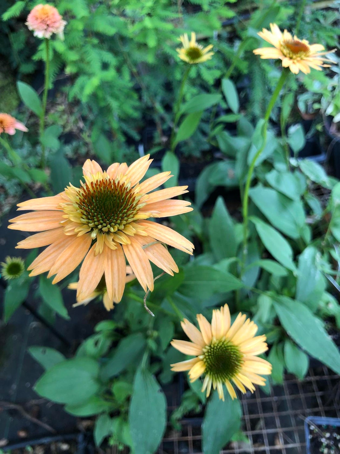 Echinacea 'Supreme Cantaloupe' coneflower Pint Plant Etsy
