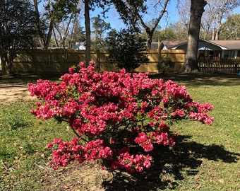 Azalea Red Ruffles Quart Plant