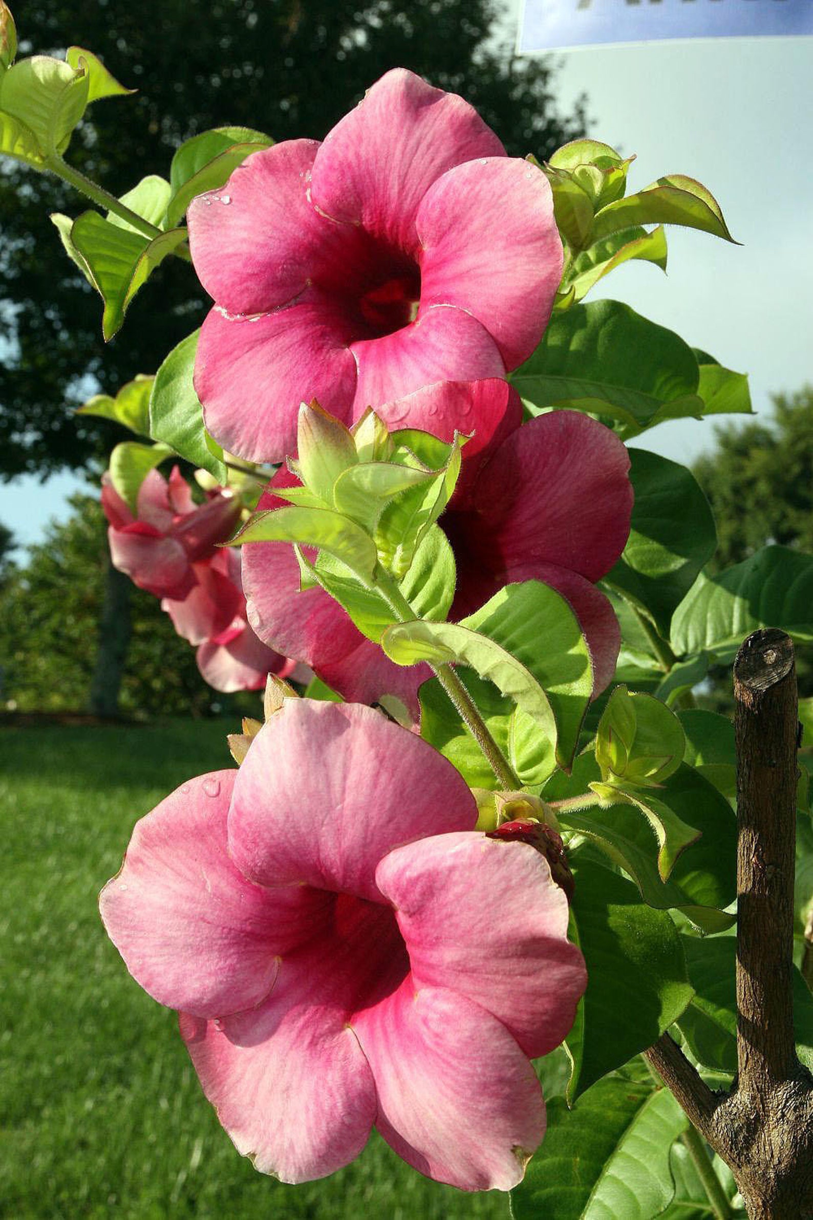 Allamanda cathartica Cherries Jubilee Pint Plant Etsy