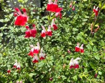 Salvia microphylla or Hot Lips Pint Plant