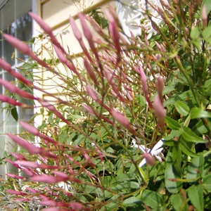 Fragrant Winter Jasmine or Jasminum polyanthum Pint Plant Bild 2