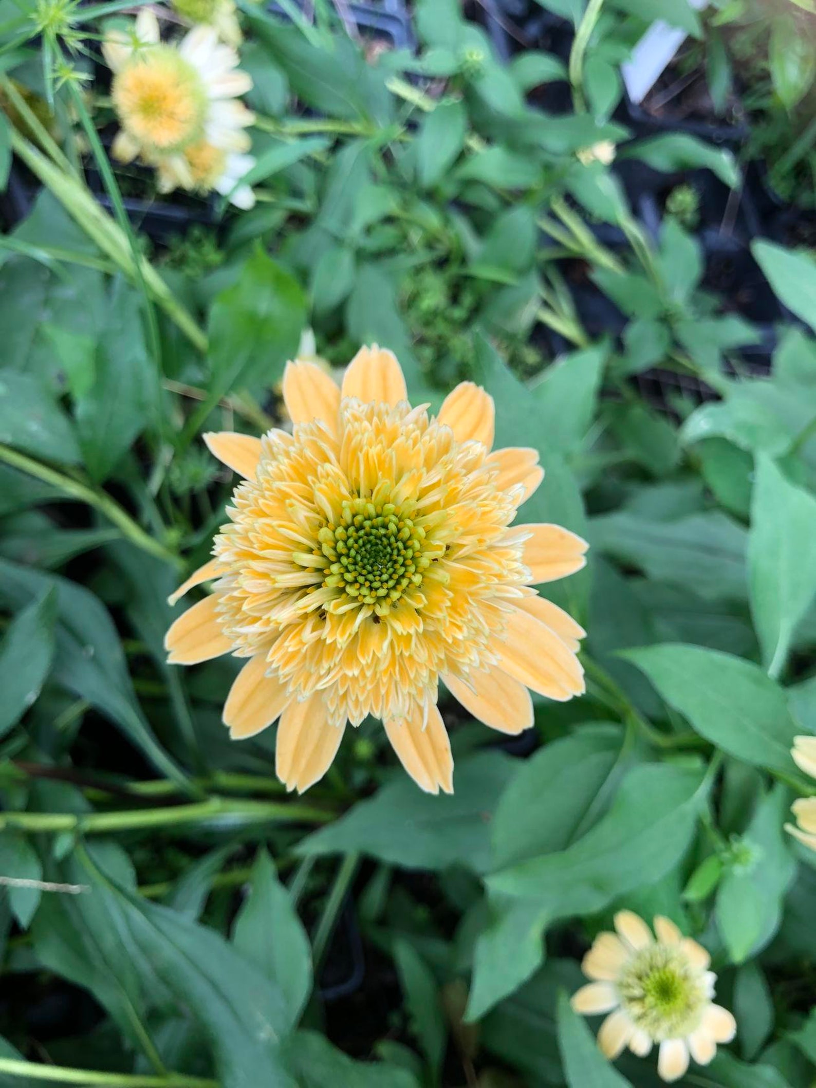 Echinacea Double Scoop Lemon Cream Coneflower Quart Plant Etsy