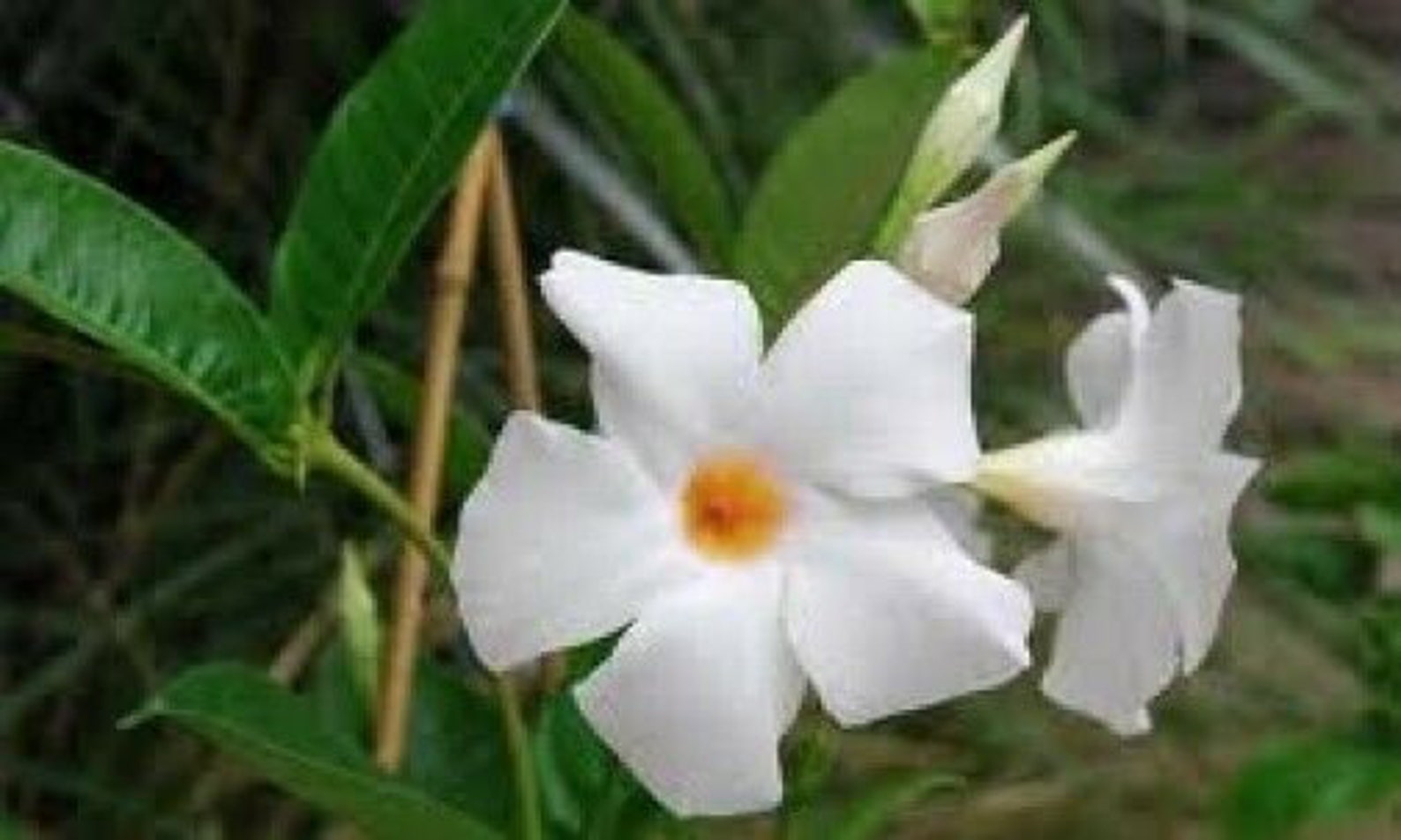 растение из кутровых 7 букв