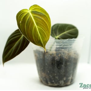 Philodendron Melanochrysum