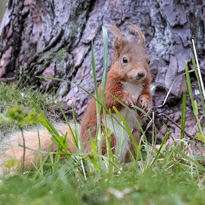 Wydruk fotograficzny przedstawiający zuchwałą wiewiórkę rudą z bliska, ukrywającą się w wysokiej trawie
