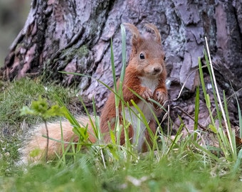 Photography print of a cheeky Red Squirrel close up and  hiding in long grass