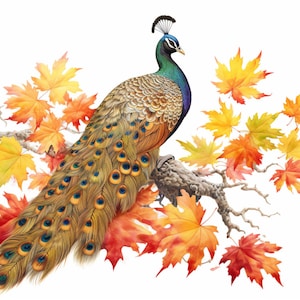 Peacock and Orange Leaves in Fall, Bundle of 5 PNG Files for Wall Art, Digital Prints, T-Shirt Designs, and Tumbler Sublimation image 1