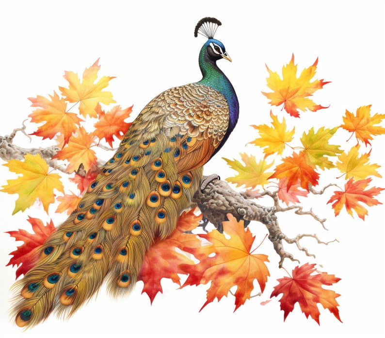 Peacock and Orange Leaves in Fall, Bundle of 5 PNG Files for Wall Art, Digital Prints, T-Shirt Designs, and Tumbler Sublimation image 1